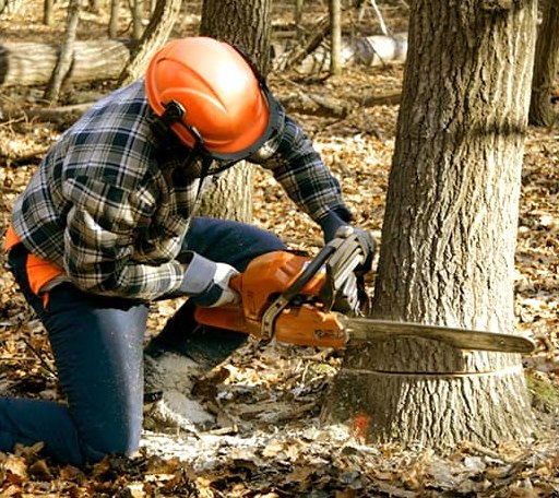 Tree Removal in Chittenden, VT